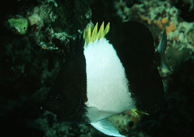 Hemitaurichthys zoster (Pesce farfalla piramide nero)